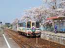 A rail bus with cherry blossom