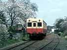 A train is pulling into Tkataki station passing under a cherry blossom